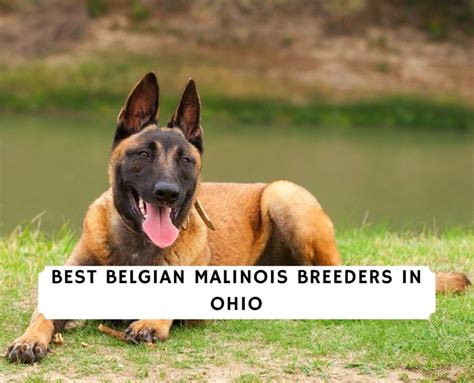 belgian malinois breeders ohio